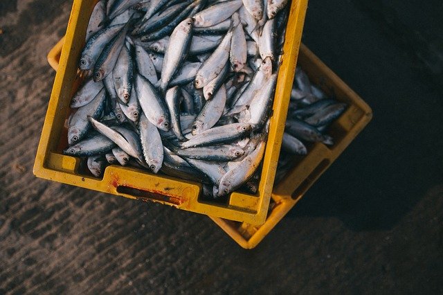 From Water to Plate: How to Identify Fresh Fish