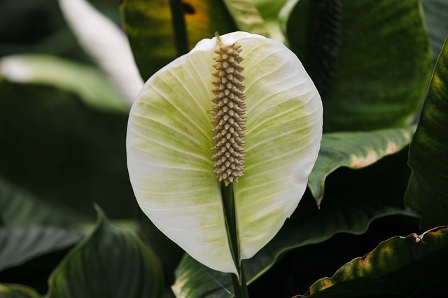 Die Spathiphyllum-Pflanze – ein Wunder für Allergiker