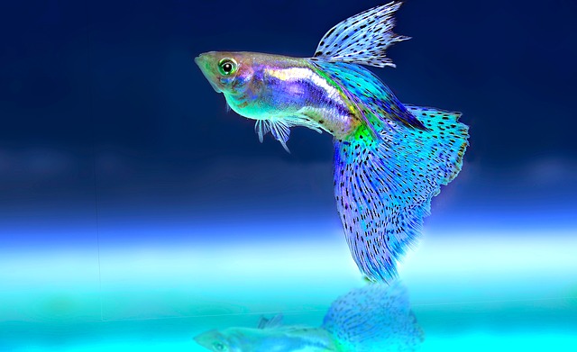 Feeling sad? Eat some fish!