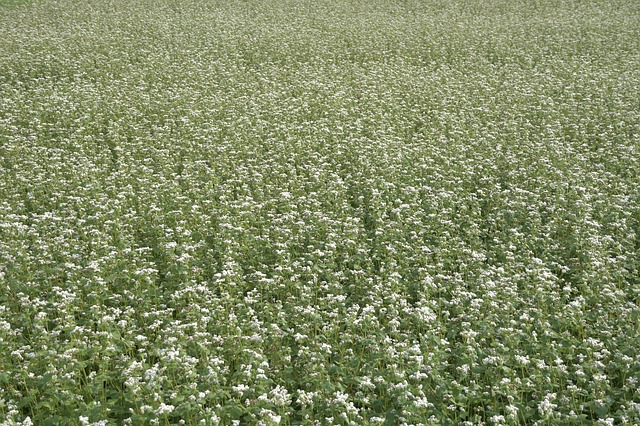 Buckwheat has been popular since ancient times and can be prepared in many different ways