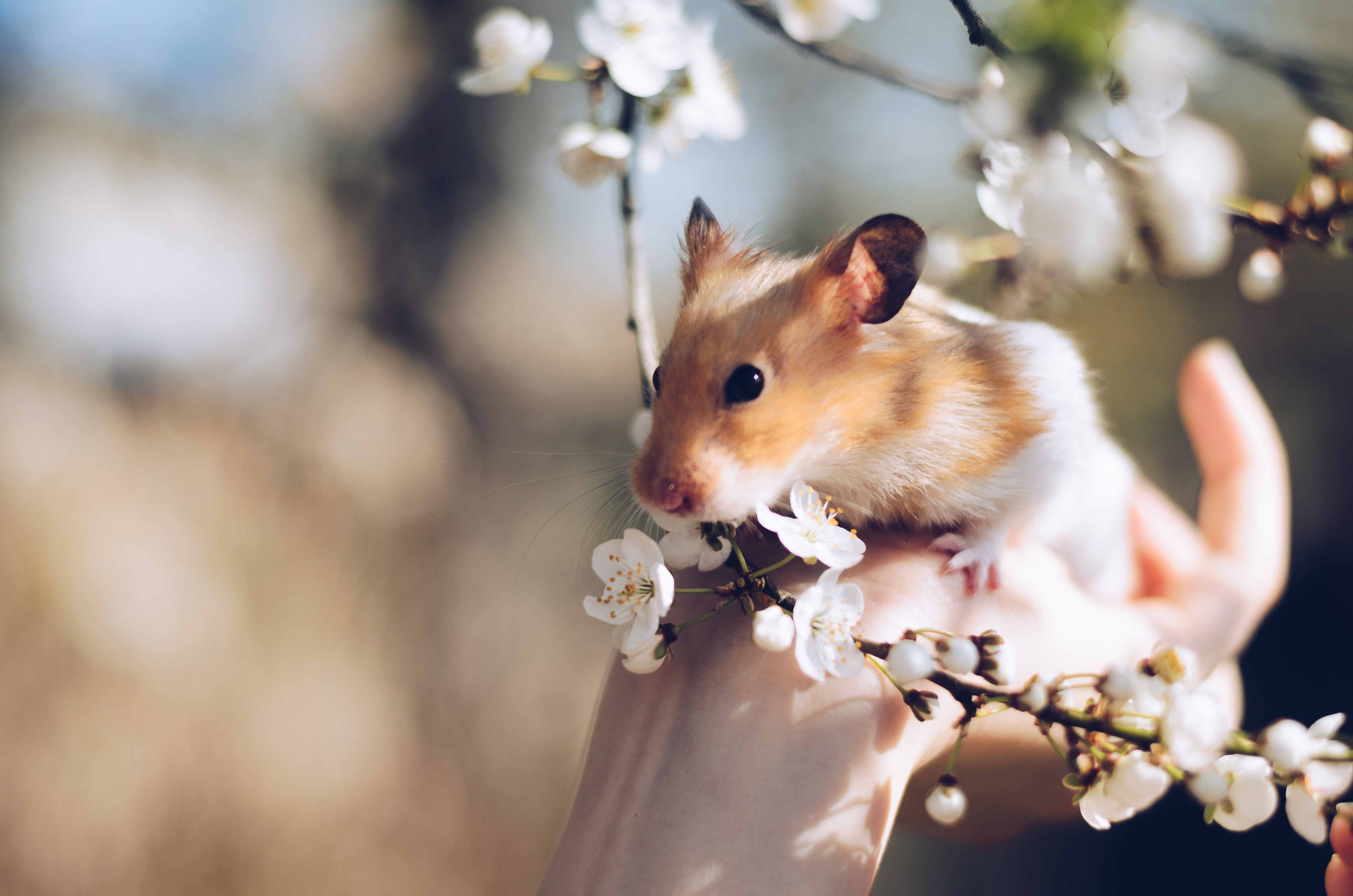 animais de estimação pequenos e fofos que você ama