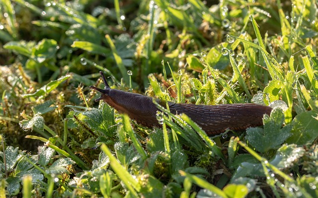 Get rid of slugs in your garden – What works for them?